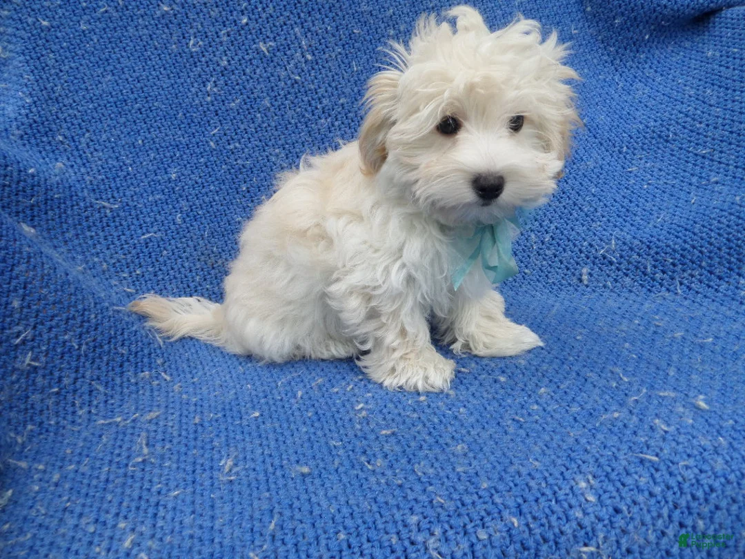 Maltipoo dogs for sale: Oscar - Ad 1