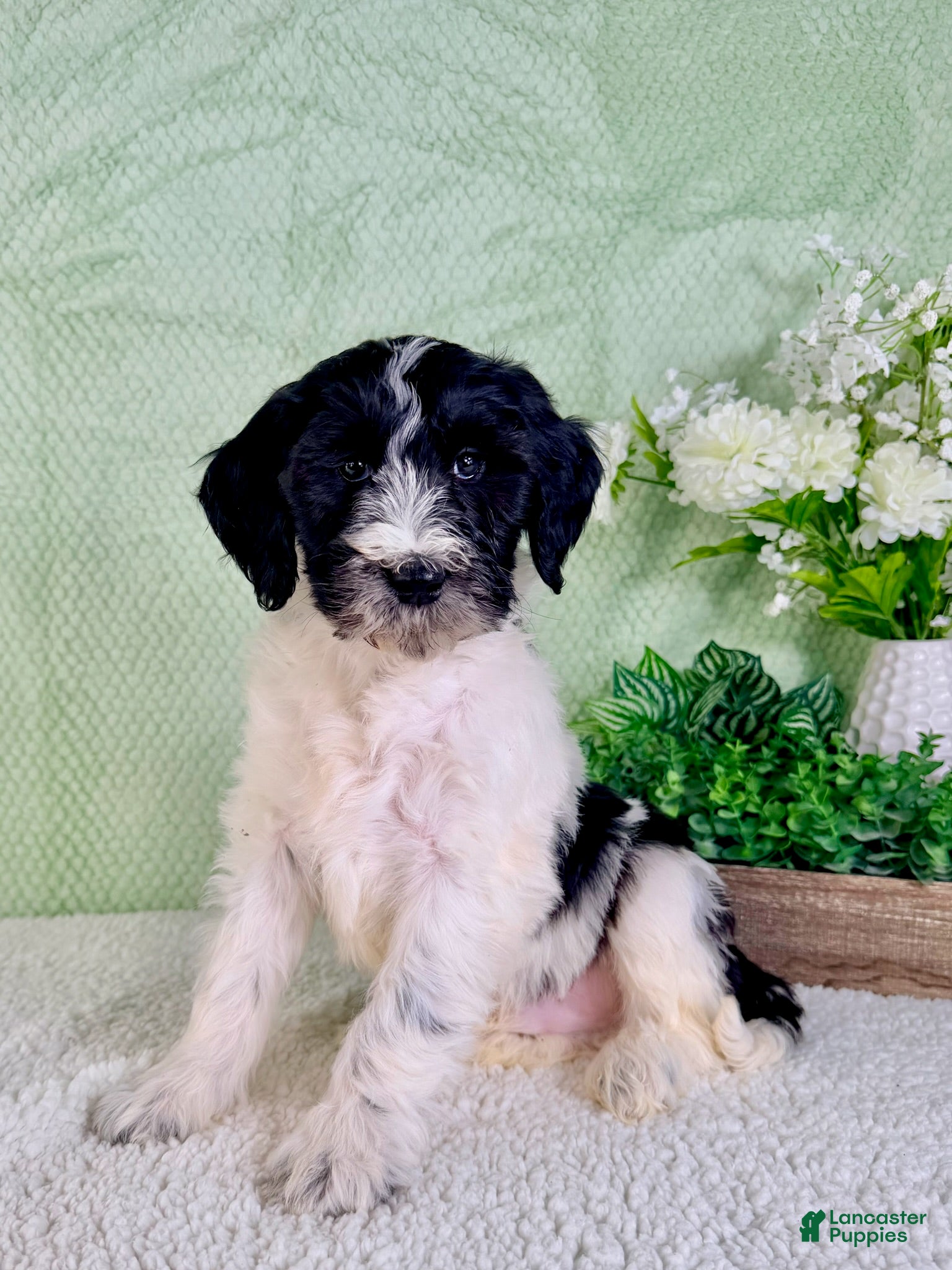 Bernedoodle dogs Dallas - Ad 24