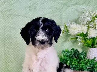 Bernedoodle dogs Dallas - Ad 24