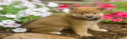 Shiba Inu dogs for sale: Loki - Ad 3