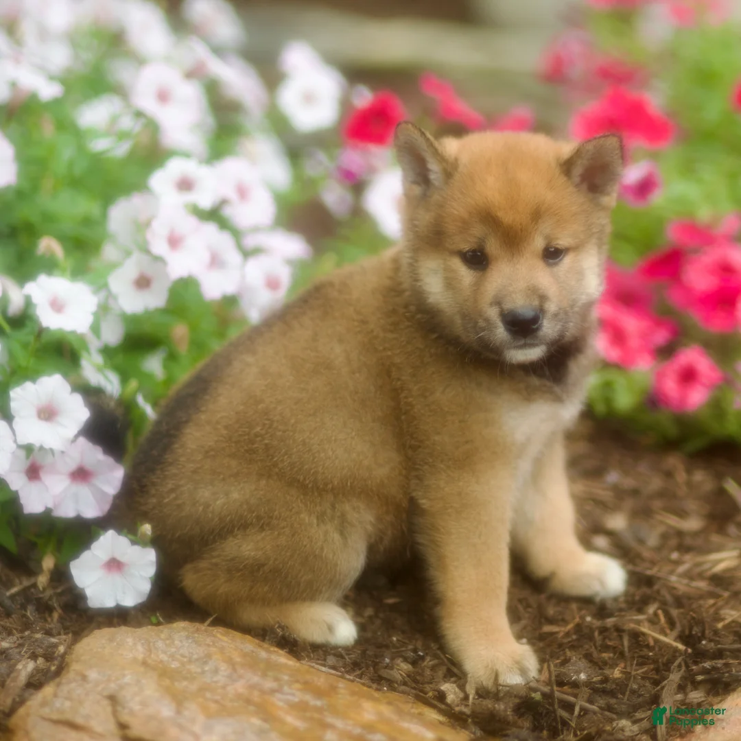 Shiba Inu dogs for sale: Loki - Ad 3