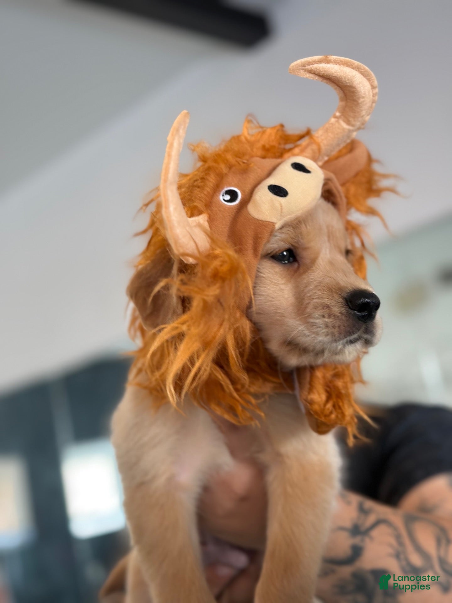 Golden Retriever dogs for sale: Orange Collar - Ad 1