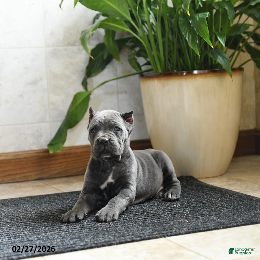 Cane Corso dogs Yancy - Ad 2