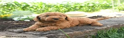 Miniature Poodle dogs for sale: Chase - Ad 3