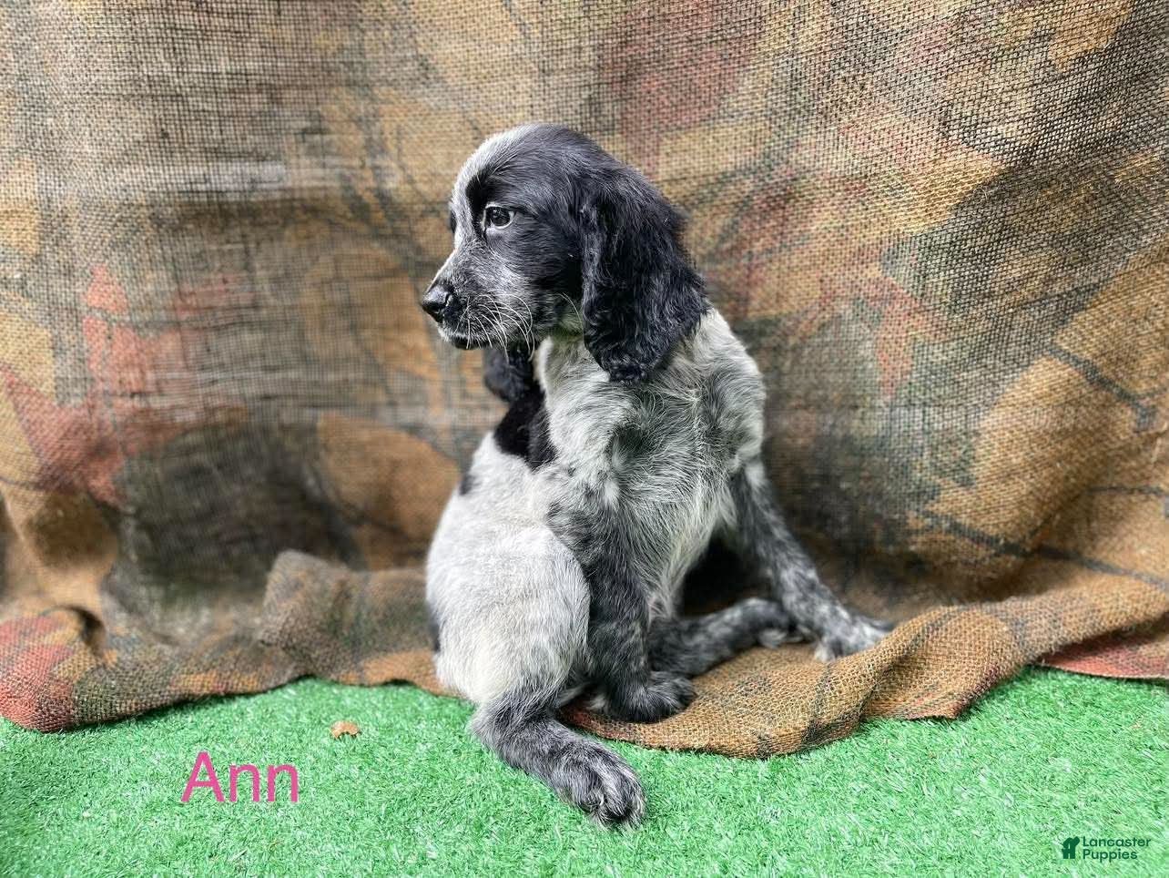 English Springer Spaniel dogs for sale: Anne - Ad 19