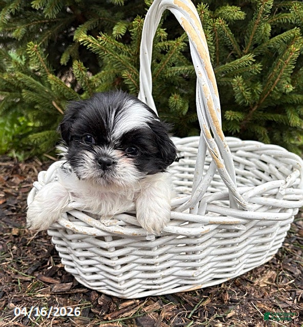 Shih Tzu dogs Andi - Ad 2