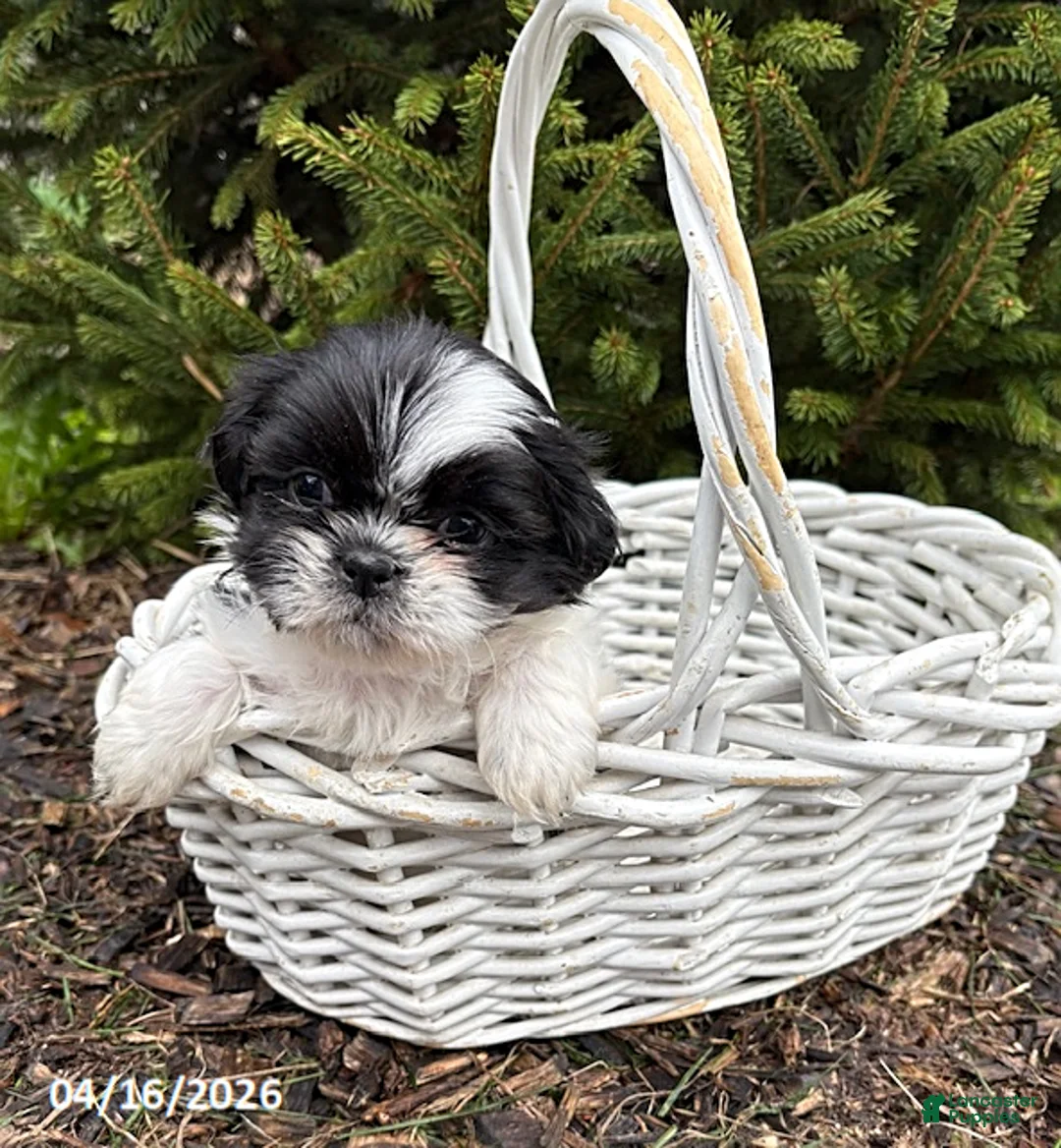 Shih Tzu dogs for sale: Andi - Ad 2