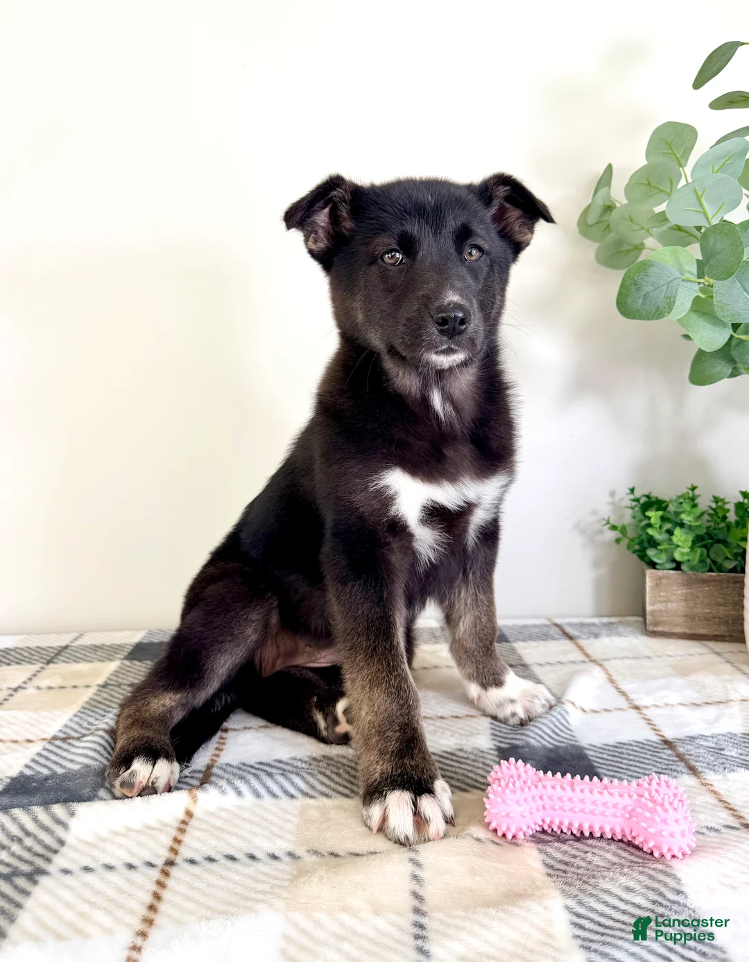 Gerberian Shepsky dogs for sale: Sadie  - Ad 1