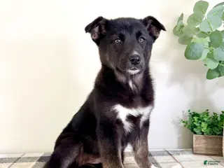 Gerberian Shepsky dogs Sadie - Ad 6