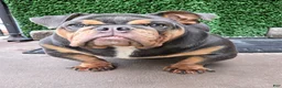 English Bulldog dogs for sale: English Bulldog 1 - Ad 5