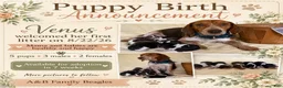 Beagle dogs for sale: Miss pink - Ad 8