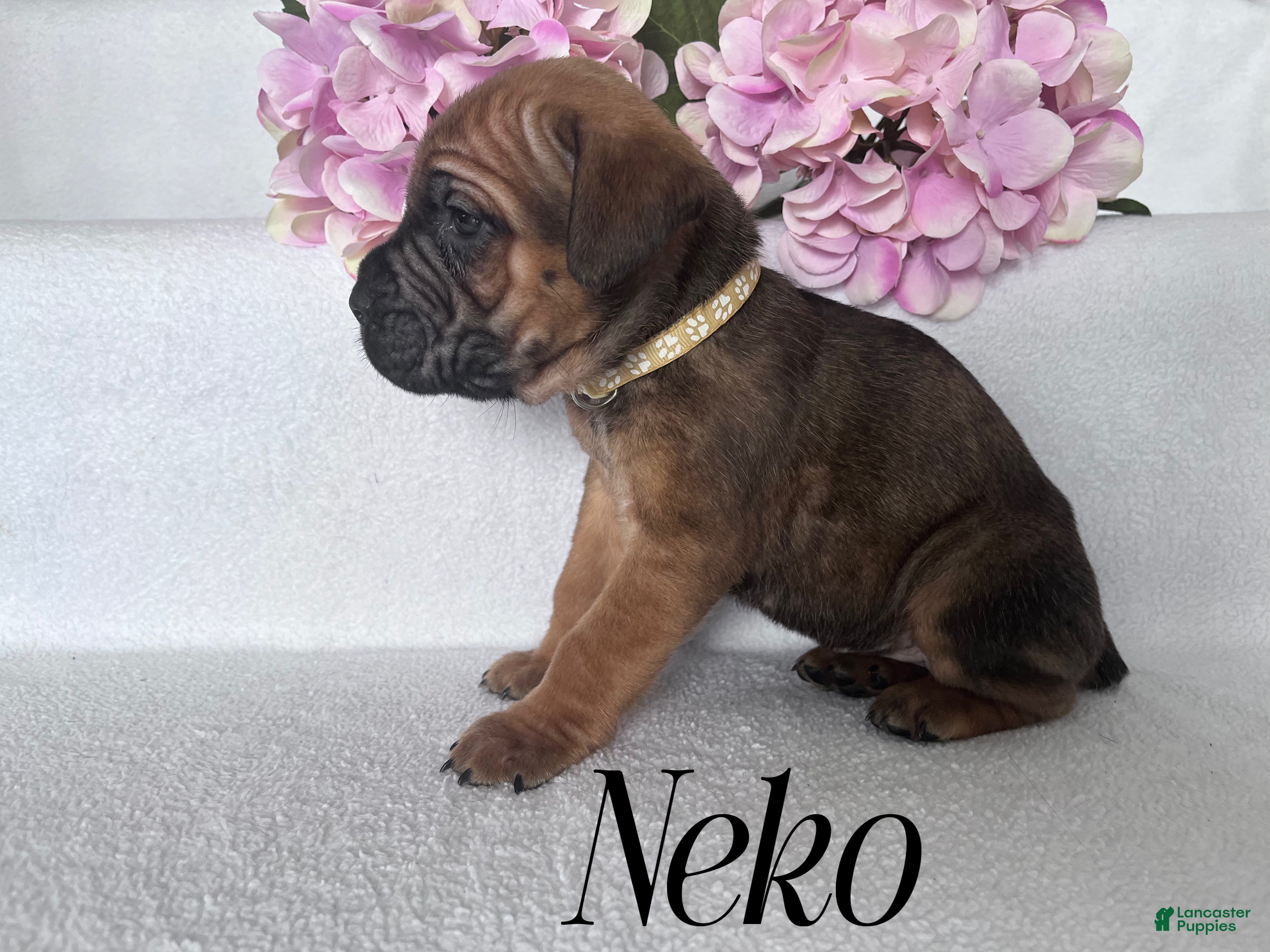 Cane Corso dogs Neko - Ad 25