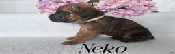 Cane Corso dogs for sale: Nikki - Ad 76