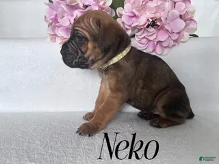 Cane Corso dogs Neko - Ad 25
