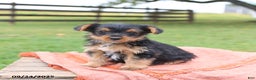 Yorkshire Terrier dogs for sale: Elliot - Ad 2