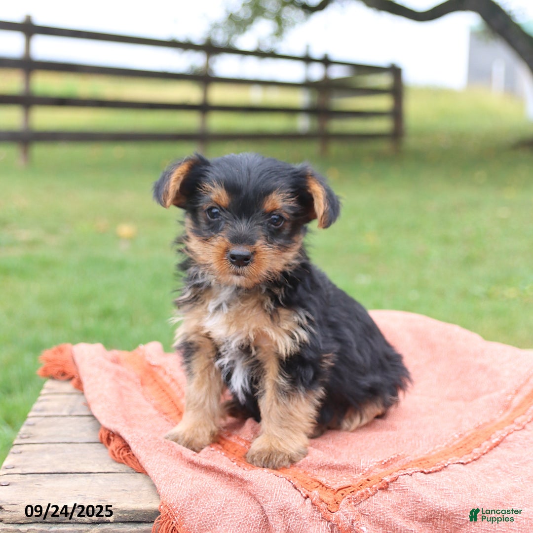 Yorkshire Terrier dogs for sale: Elliot - Ad 2