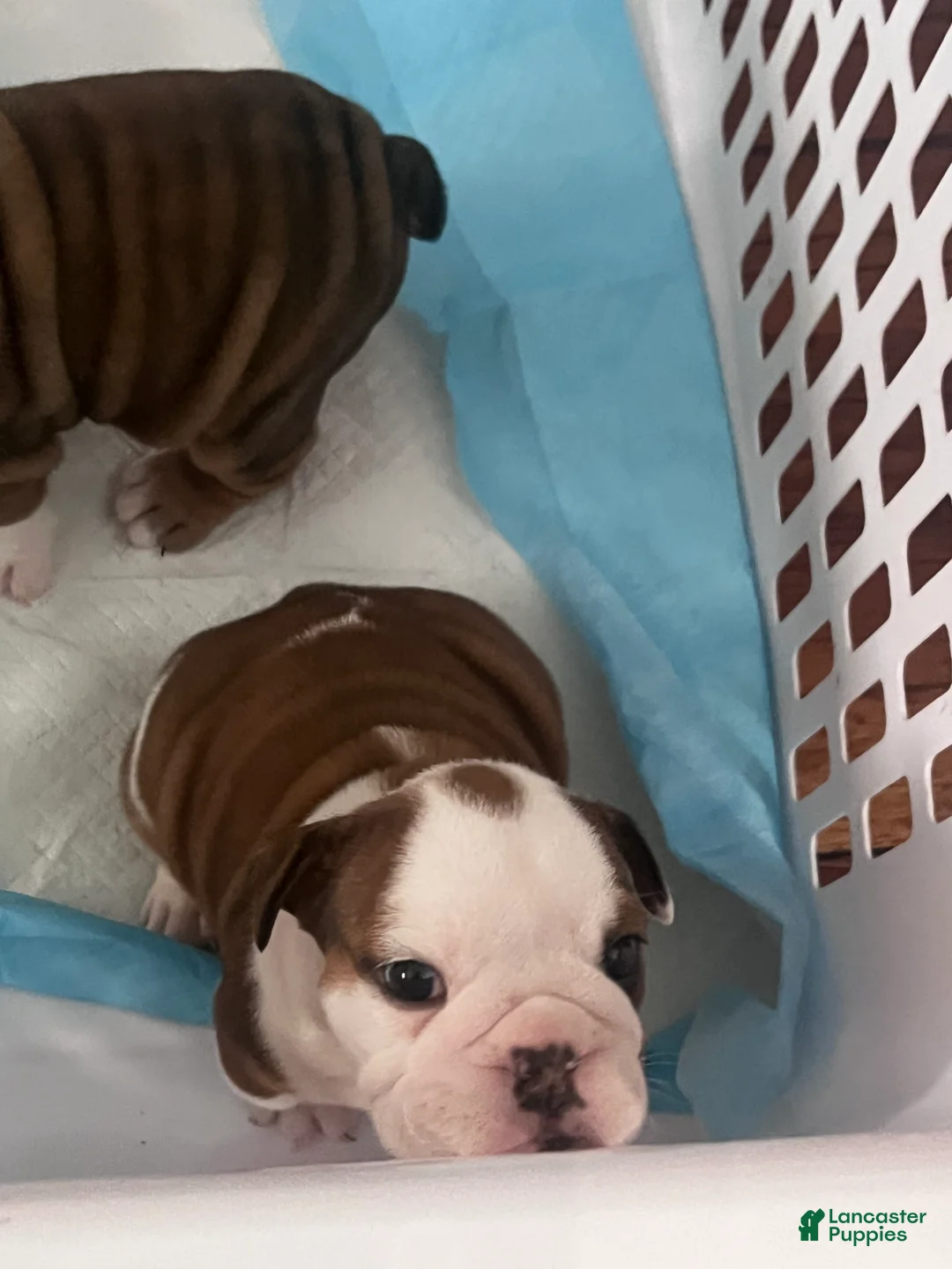 English Bulldog dogs for sale: English Bulldog 2 - Ad 2