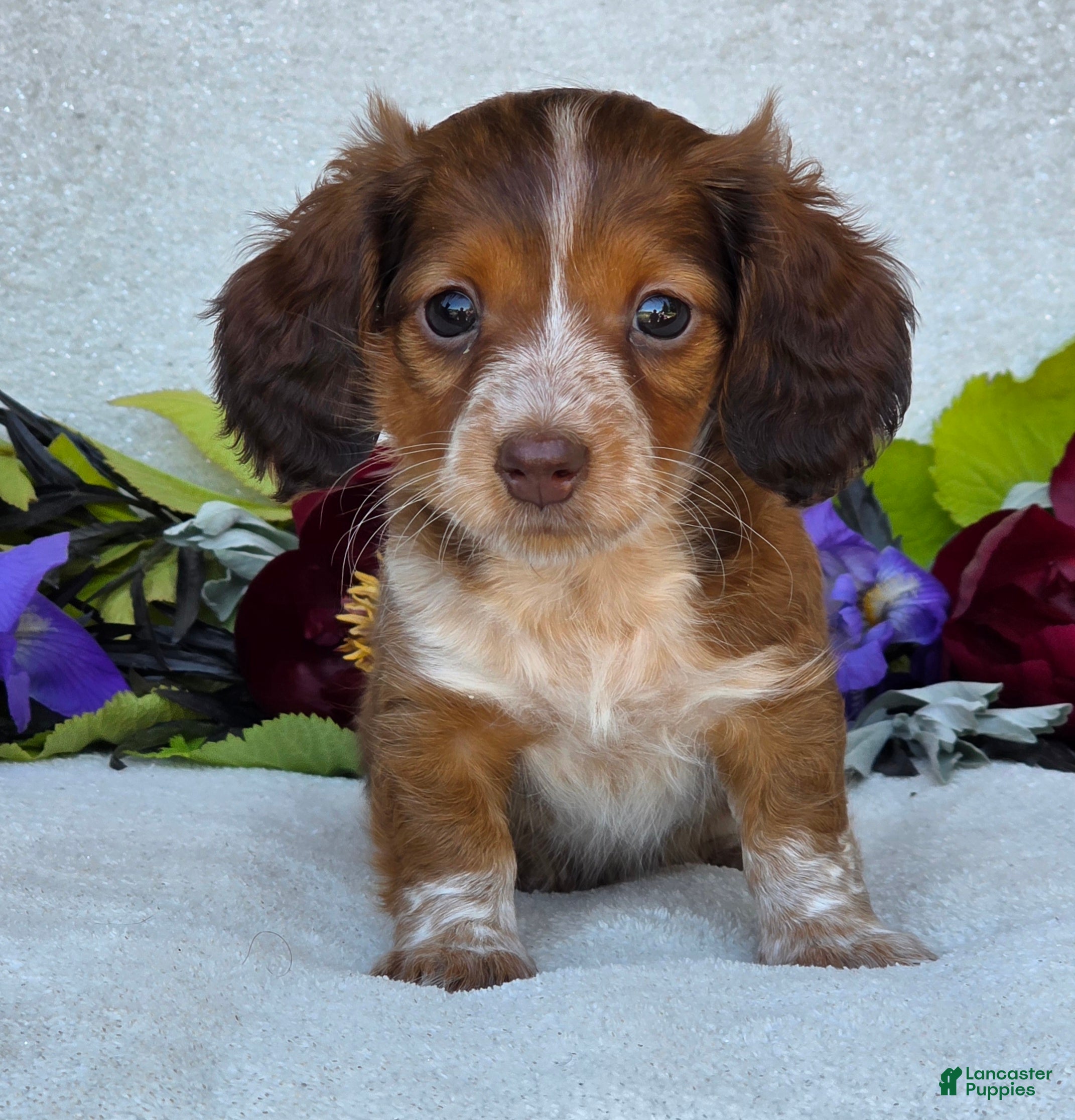 Miniature Dachshund dogs for sale: Lacey - Ad 6