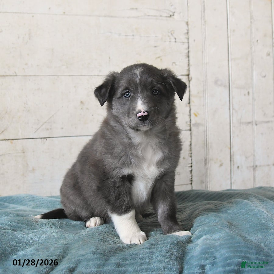 Border Collie dogs Fern - Ad 33