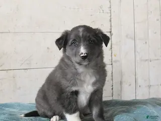 Border Collie dogs Fern - Ad 33