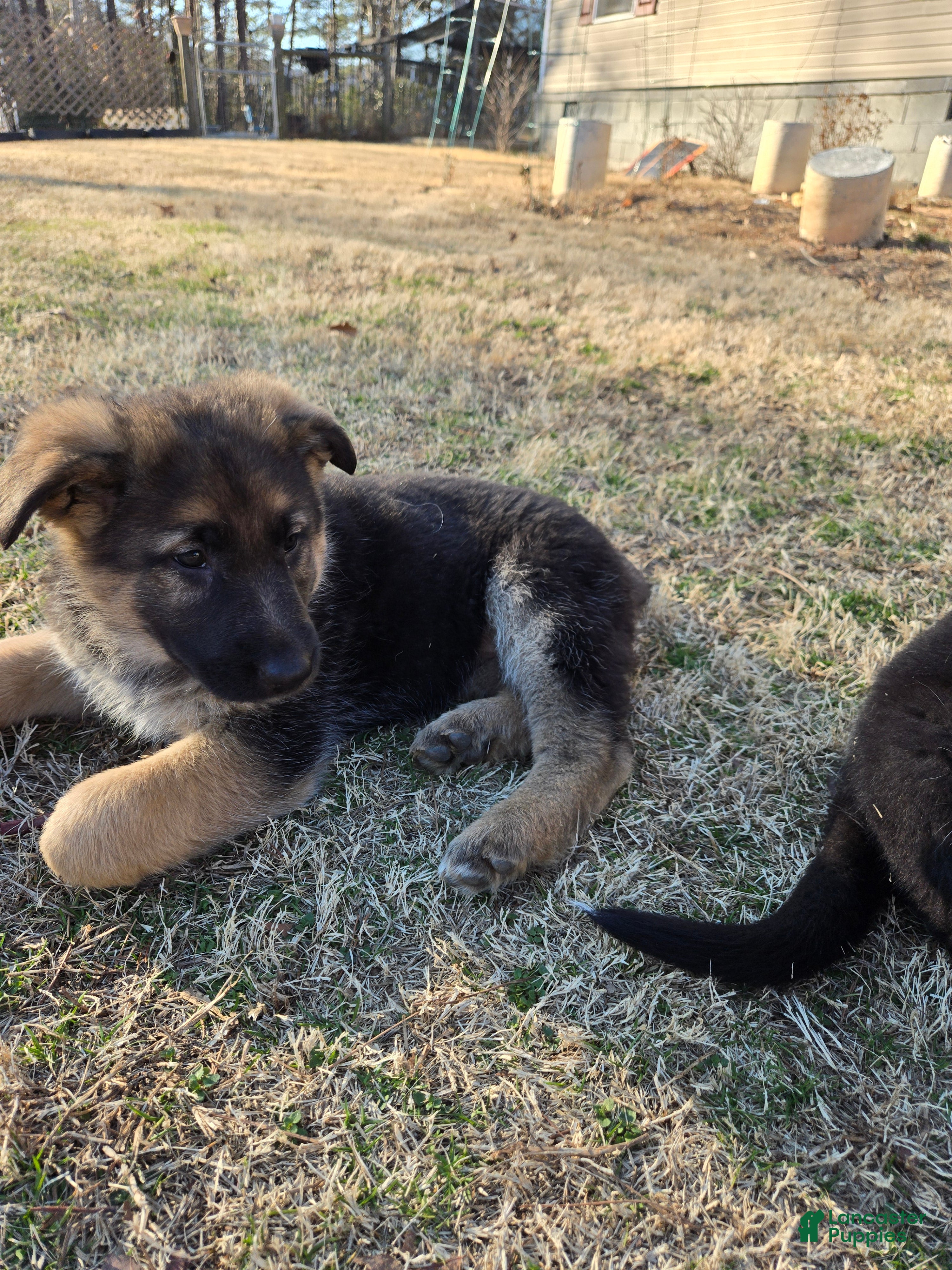 German Shepherd dogs German Shepherd Puppy 2 - Ad 33