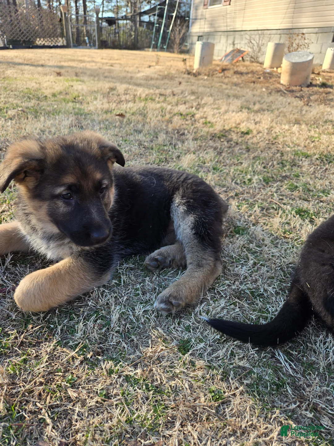 German Shepherd dogs for sale: German Shepherd Puppy 2 - Ad 1