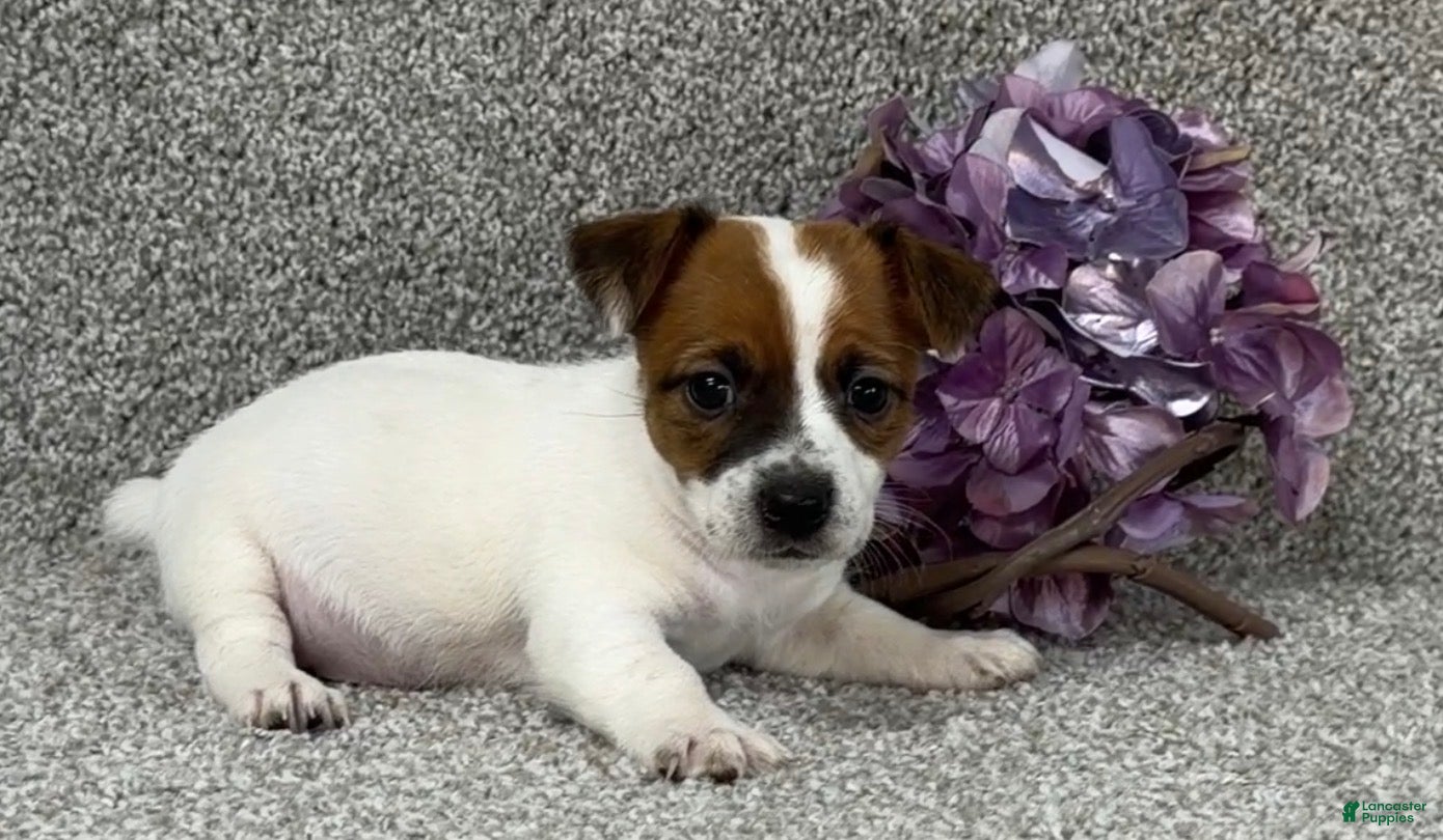 Jack Russell Terrier dogs Vanetta - Ad 2