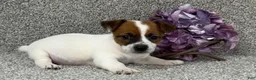 Jack Russell Terrier dogs for sale: Vanetta - Ad 2