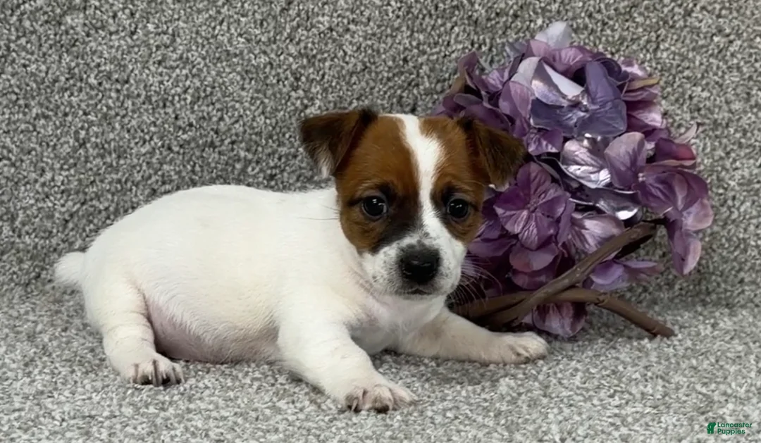 Jack Russell Terrier dogs for sale: Vanetta - Ad 2
