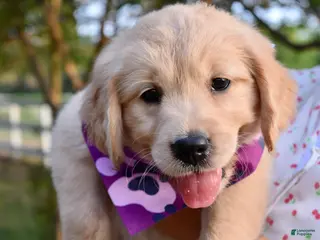 Golden Retriever dogs Purple Girl 1 - Ad 20