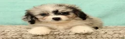 Mini Aussiedoodle dogs for sale: Macey - Ad 7