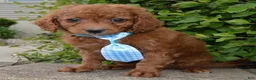 Cavapoo dogs for sale: Caesar - Ad 5