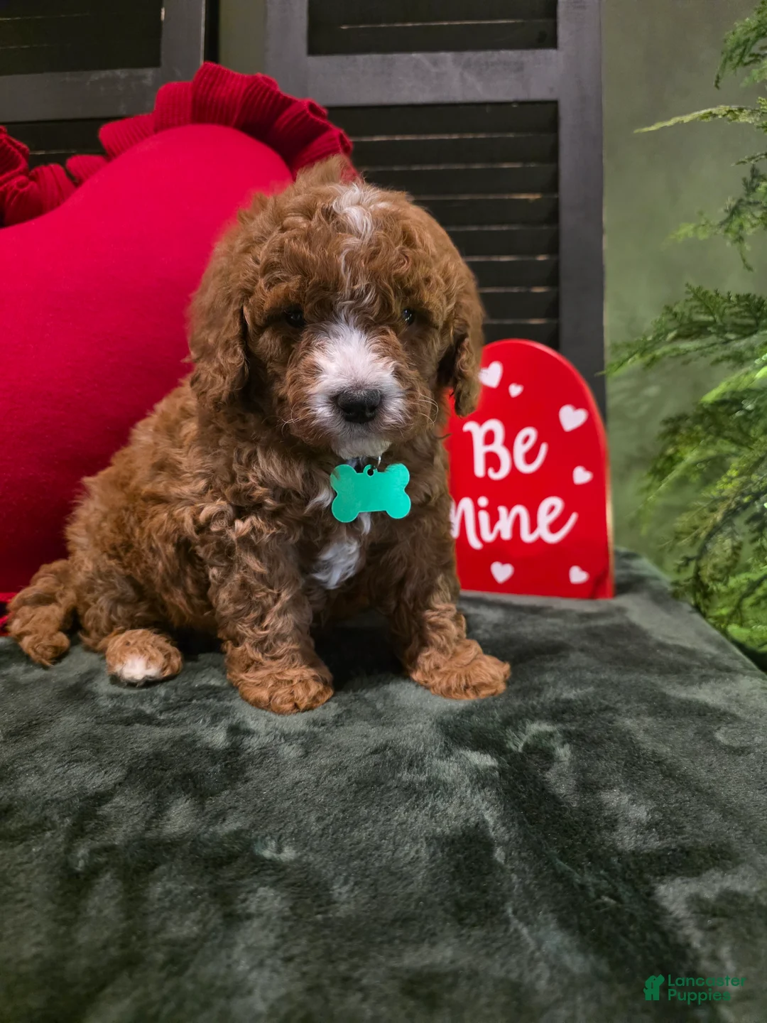 Mini Bernedoodle dogs for sale: Colton  - Ad 2
