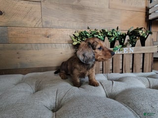 Dachshund dogs - Ad 37