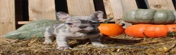 Mixed Breed dogs for sale: Cleo - Ad 6