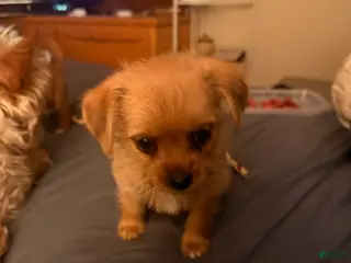 Shorkie dogs Shorkie Puppy 1 - Ad 1