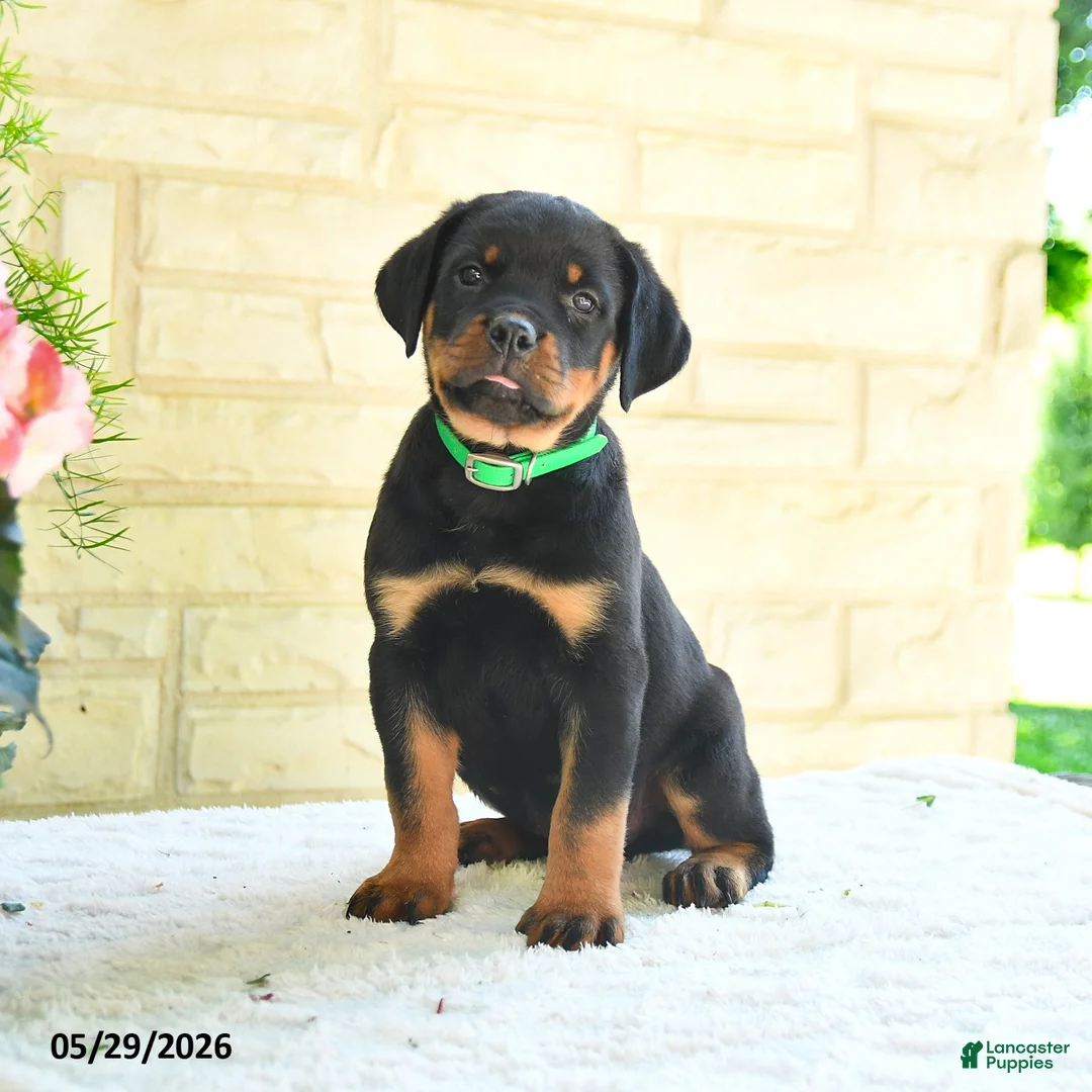 Rottweiler dogs for sale: Larry - Ad 1