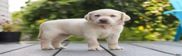 Labrador Retriever dogs for sale: Meadow - Ad 2