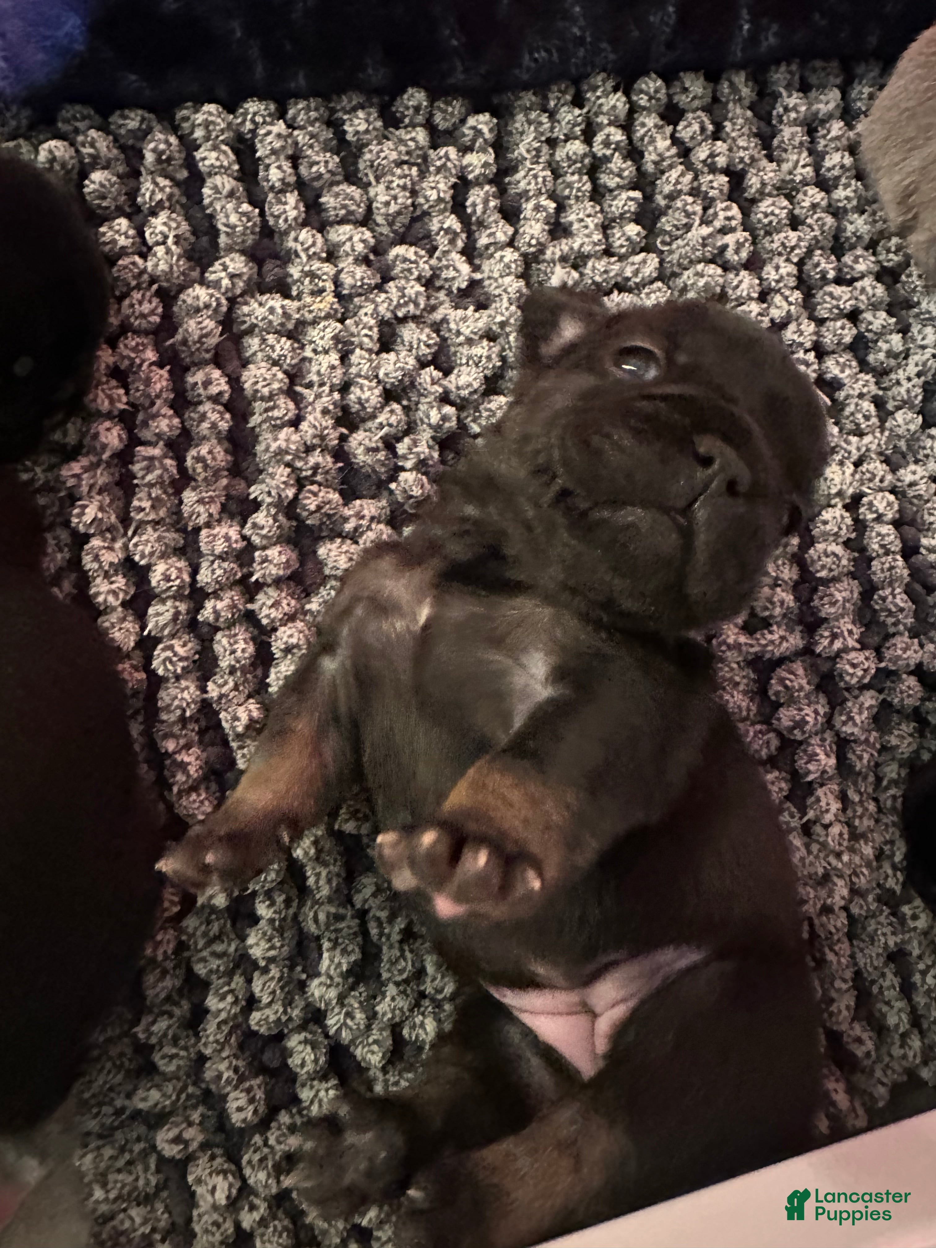 French Bulldog dogs for sale: Clove - Ad 2