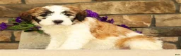 Saint Berdoodles dogs for sale: Mia - Ad 3
