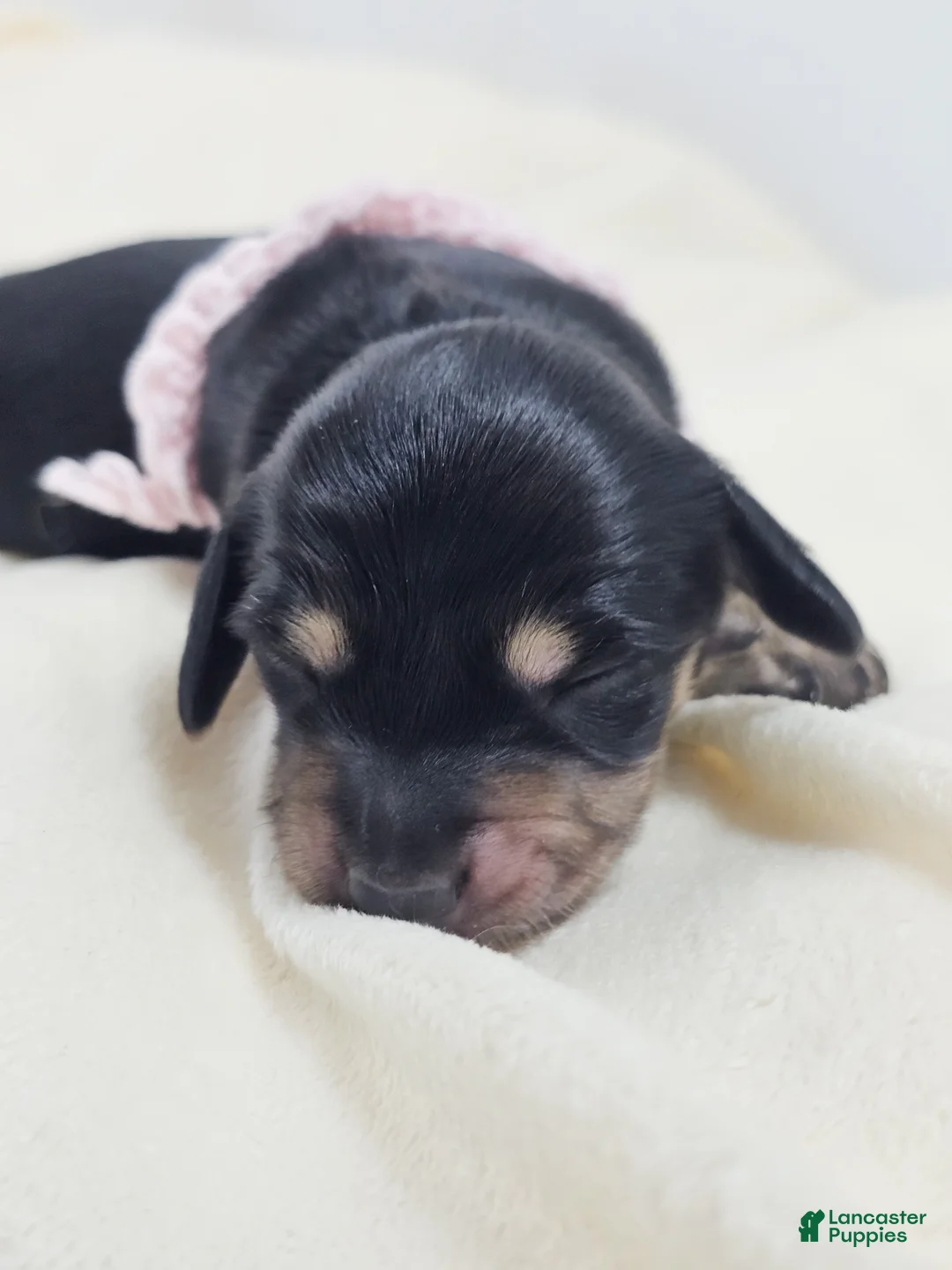 Miniature Dachshund dogs for sale: Bun - Ad 1