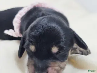 Miniature Dachshund dogs Bun - Ad 5