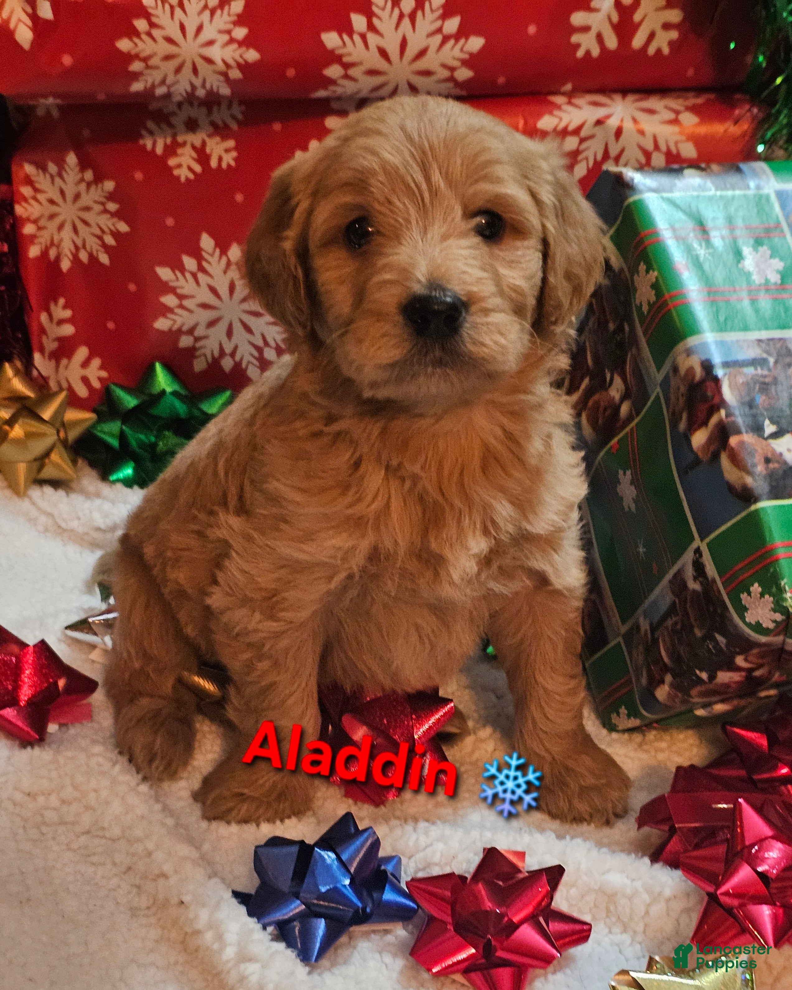 Goldendoodle dogs Aladdin - Ad 15