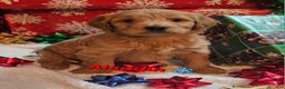 Goldendoodle dogs for sale: Aladdin - Ad 1