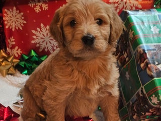 Goldendoodle dogs Aladdin - Ad 26