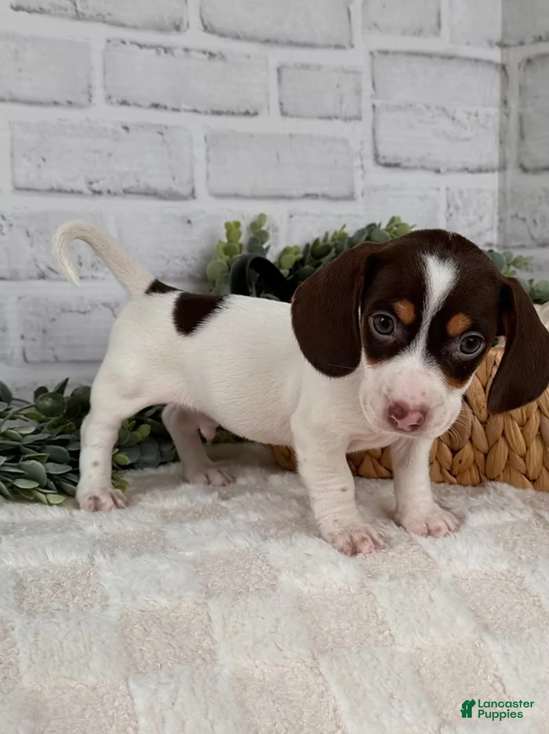 Dachshund dogs for sale: Dachshund Puppy 2 - Ad 1