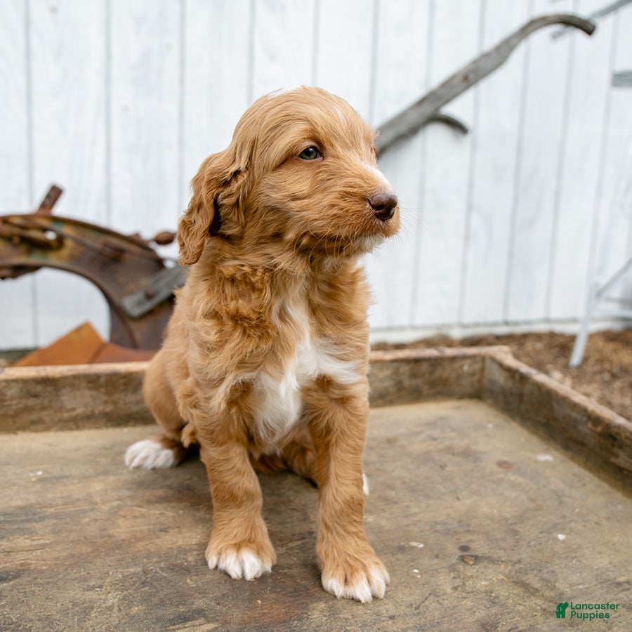 Goldendoodle dogs Rosie - Ad 15