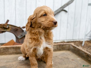 Goldendoodle dogs Rosie - Ad 14