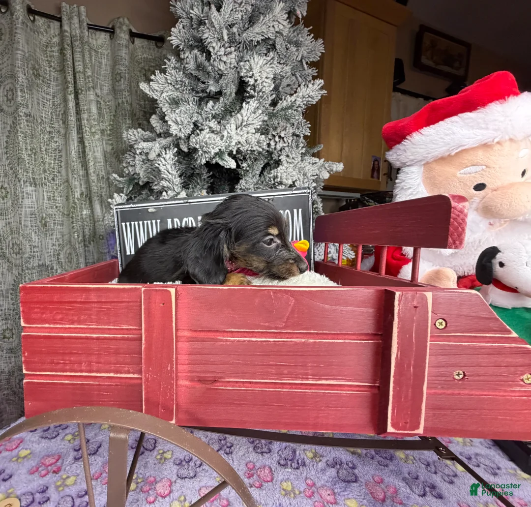 Miniature Dachshund dogs for sale: AKC Russian pra clear - Ad 54