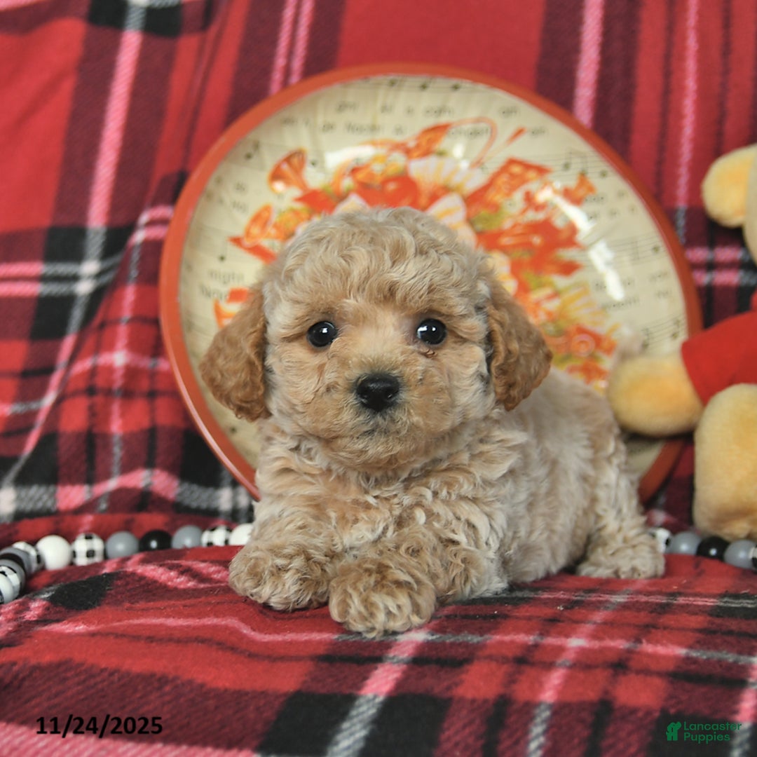 Bichpoo dogs for sale: Tippy  - Ad 4